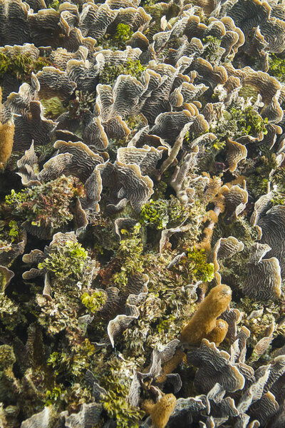 close up texture of hard coral and algea