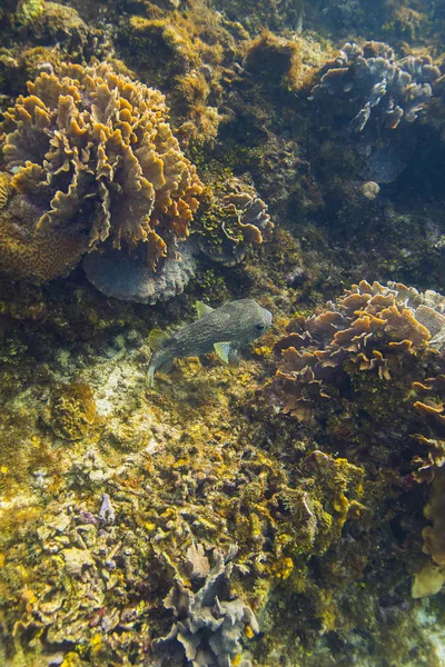 ヤマアラシ皮状 Diodon 大規模なサンゴ礁で泳ぐ — ストック写真
