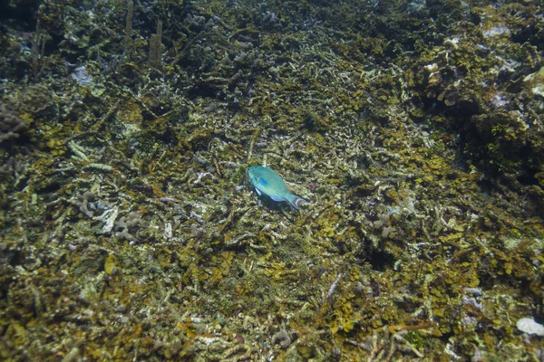 Redtail Parrotfish Swimming Dead Coral — Stock Photo, Image