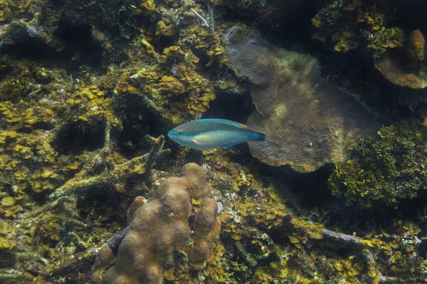 Scarus Unique Taeniopterus Nageant Dans Récif — Photo