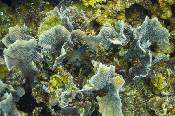 ハード サンゴ礁の周りで泳いでいる魚 — ストック写真