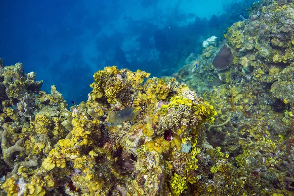 Stegastes Leucostictus Swimming Reef — Stock Photo, Image