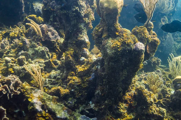 サンゴ礁にハードコーラルのクローズ アップ ビュー — ストック写真