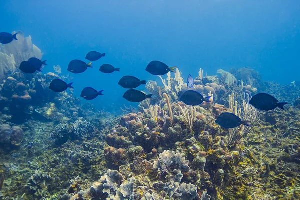 Школа Acanthurus Coeruleus Рифе — стоковое фото