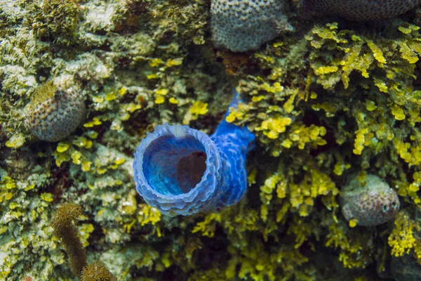 Callyspongia コナギのサンゴ礁に成長 — ストック写真