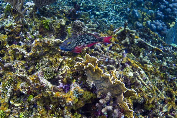 Sparisoma Viride Initial Phase Swimming Coral Reef — Stock Photo, Image