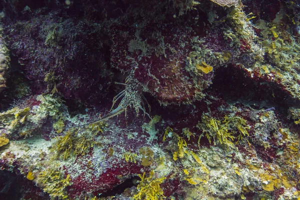 Panulirus Argus Escondido Dentro Una Grieta Arrecife Coral —  Fotos de Stock