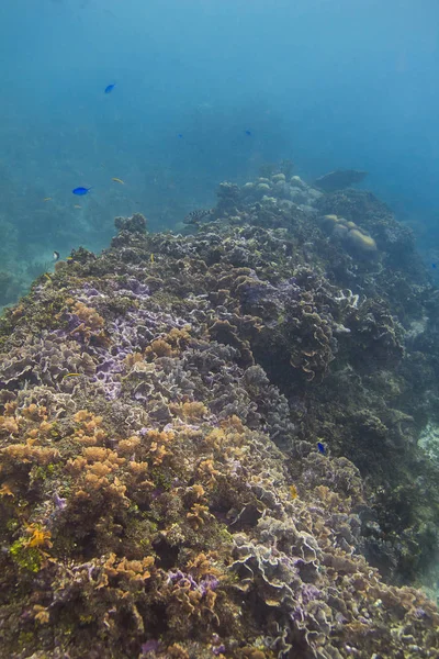 大規模なサンゴ礁は魚でいっぱい — ストック写真