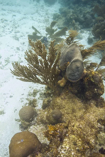 Più Specie Corallo Spugne Una Barriera Corallina Sabbia Bianca — Foto Stock
