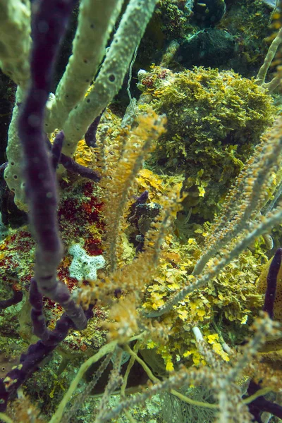 Black Hippocampus Reidi Escondido Arrecife Coral —  Fotos de Stock