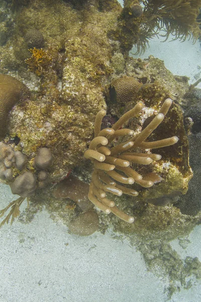 Afloramiento Coral Sentado Sobre Arena Blanca — Foto de Stock