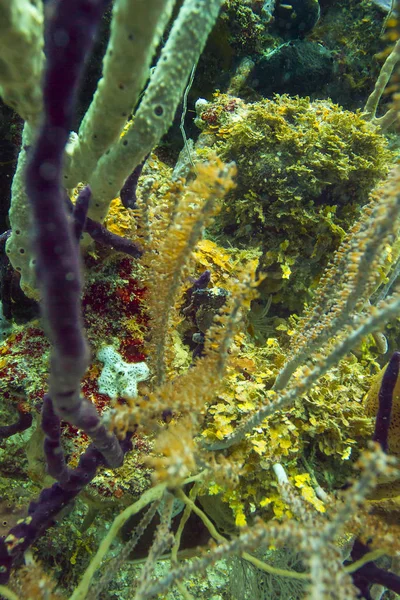 Schwarzer Hippocampus Reidi Versteckt Sich Einem Korallenriff Stockfoto