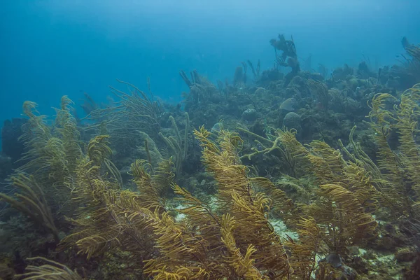 Widok Krajobrazu Rafa Ocean Atlantycki — Zdjęcie stockowe