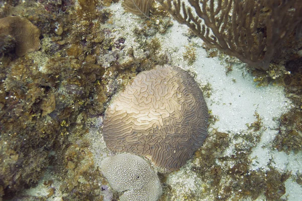 Mozku Korálů Roste Dně Oceánu — Stock fotografie