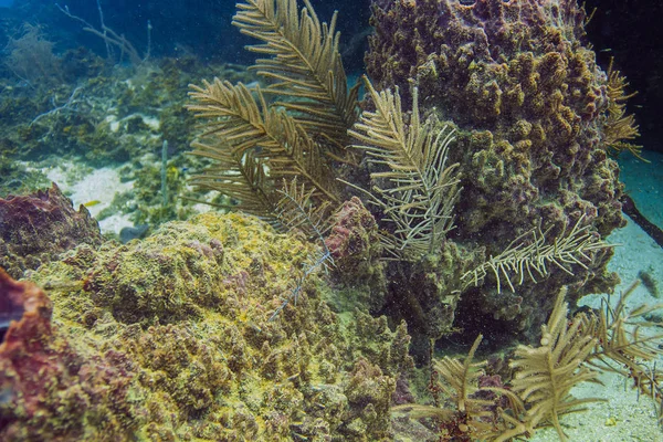 ロアタン島の一部としてカリブ海の海のサンゴ礁 — ストック写真