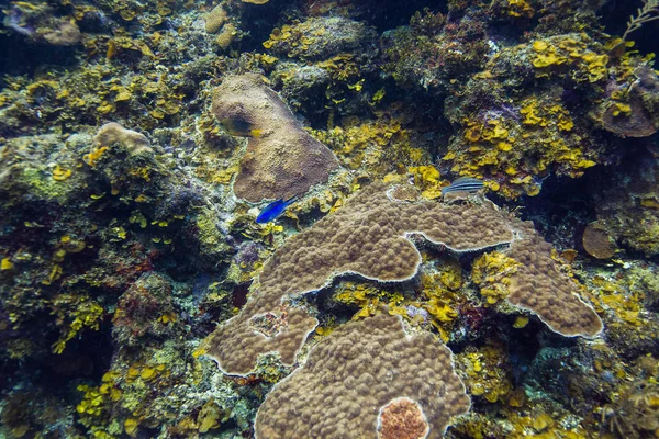 fish living in a Caribbean coral reef