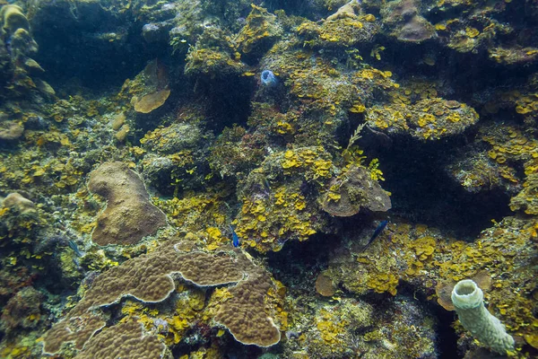 Coral Reef Wypełnione Wiele Gatunków Zwierząt — Zdjęcie stockowe