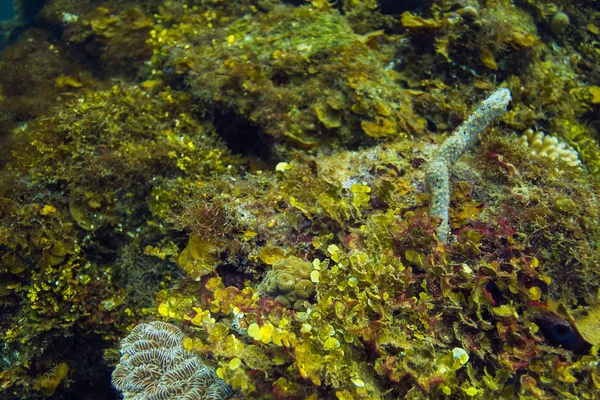 Mercan Sünger Birden Çok Tür Yakın Çekim — Stok fotoğraf