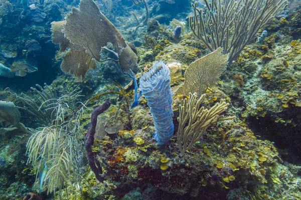 大桶海绵生长在珊瑚礁的中间 — 图库照片