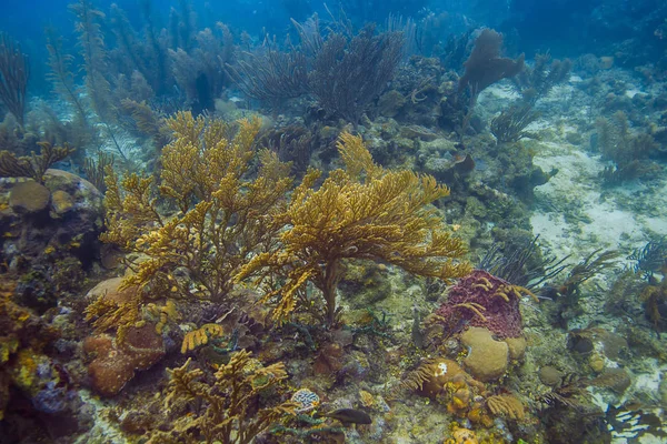 複数種のカリブ海リーフで柔らかいサンゴ — ストック写真