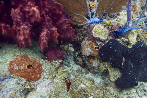 Lactophrys Bicaudalis Coral Carribean Reef — Zdjęcie stockowe