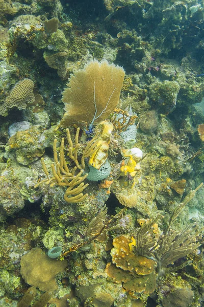 加勒比海的软珊瑚礁 — 图库照片