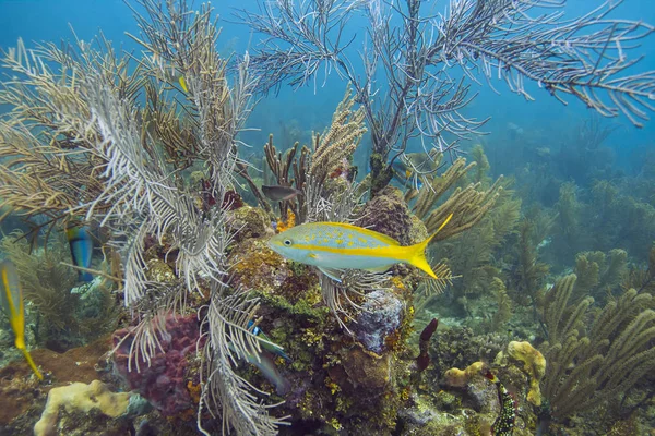 Ocyurus Chrysurus Karşı Birden Fazla Tür Mercan — Stok fotoğraf