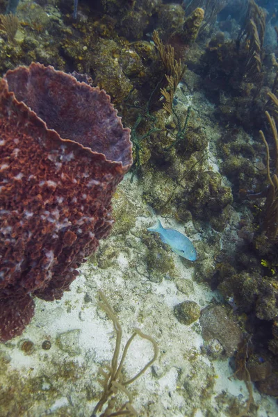Blue Green Fish Swimming Pass Giant Sponge — Stock Photo, Image