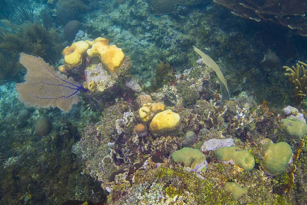 Afloramento Recifes Coral Espalhados Por Águas Mais Profundas — Fotografia de Stock