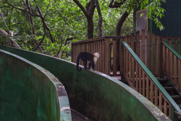 capuchin monkey walking on a concrete rail