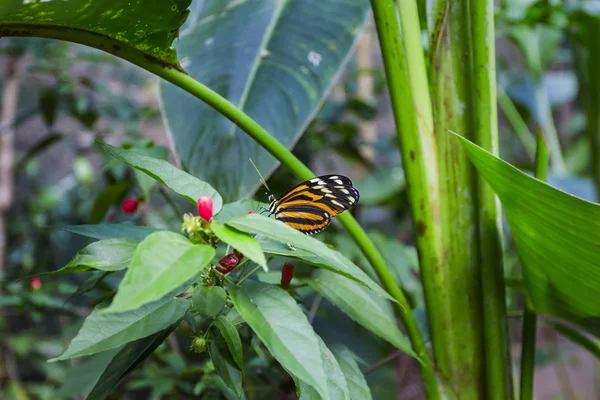 Tithorea Tarricina는 식물에 — 스톡 사진