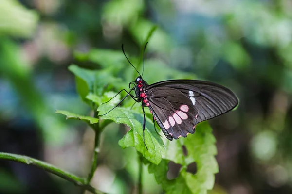 Бабочка Черным Крылом Розовым Пятном Лежащая Листе — стоковое фото