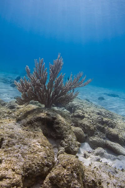 カリブの海の下部に Plexaura Homomalla — ストック写真