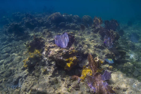 Deep Sea Caribbean Reef Few Coral Fan — Stock Photo, Image