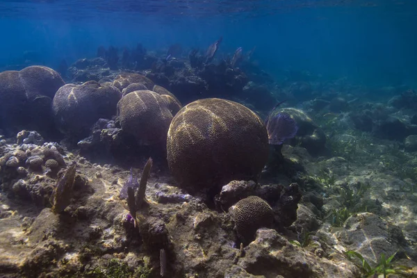 複数の大きいボール溝脳サンゴ — ストック写真