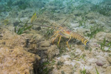 Okyanusun dibinde yürüyüş Panulirus argus 