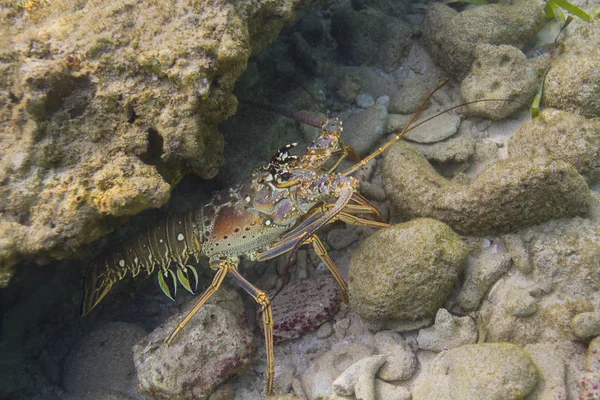 水の下で Crevace でイセエビ アーガス Hidding — ストック写真