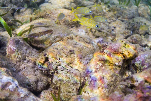 Couple Juvenile Haemulon Flavolineatum Swimming Rocks — Stock Photo, Image