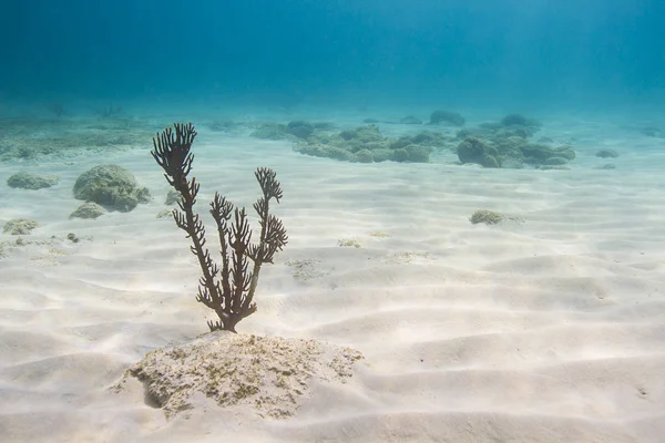 カリブの海の下で成長しているシングル Plexaura Homomalla — ストック写真