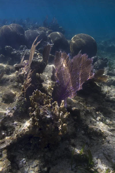 Mehrere Arten Von Korallen Einem Riff — Stockfoto