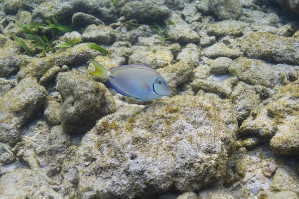 Ocean Surgeonfish Swimming Rock Reef — Stock Photo, Image