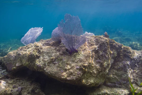 ロアタン島のサンゴ礁の岩の上青い珊瑚ファン — ストック写真