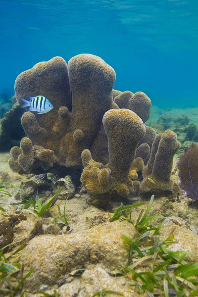 Sergant Major Fish Swimming Front Pillar Coral — Stock Photo, Image