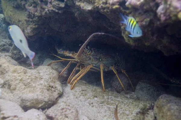 カリブ海のスピニーは 水の下のクレバチェでヒッディング — ストック写真
