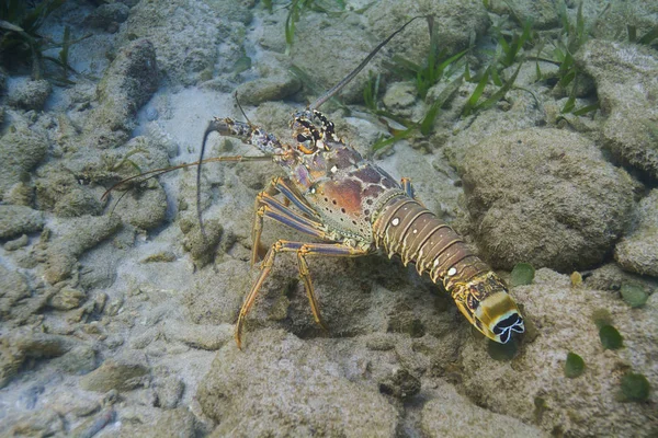 海の底の岩で休むカリブ イセエビ — ストック写真