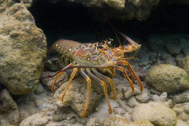 Panulirus argus ıstakozu suyun altında saklanıyor.  