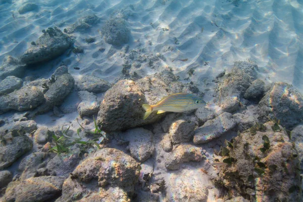 Одинокий Французский Грунт Плавает Скалистому Рифу — стоковое фото