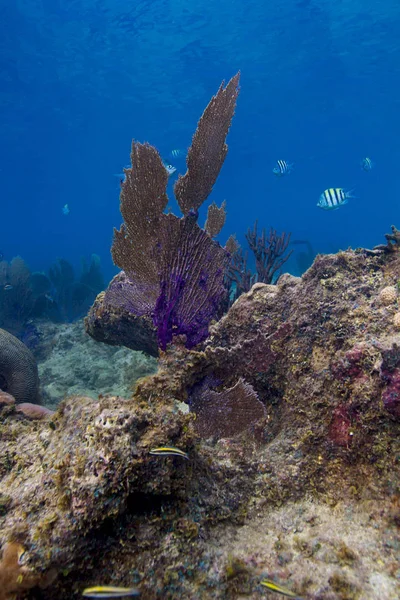 サンゴ礁の岩の上に成長しているサンゴのファン — ストック写真