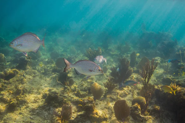 Due Bermuda Chub Nuotano Una Barriera Corallina Poco Profonda — Foto Stock