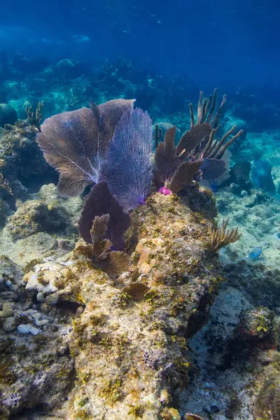 Atlantikriff Mit Großen Korallen Und Mehreren Fischarten — Stockfoto